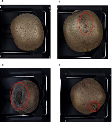 Development of effective model for non-destructive detection of defective kiwifruit based on graded lines
